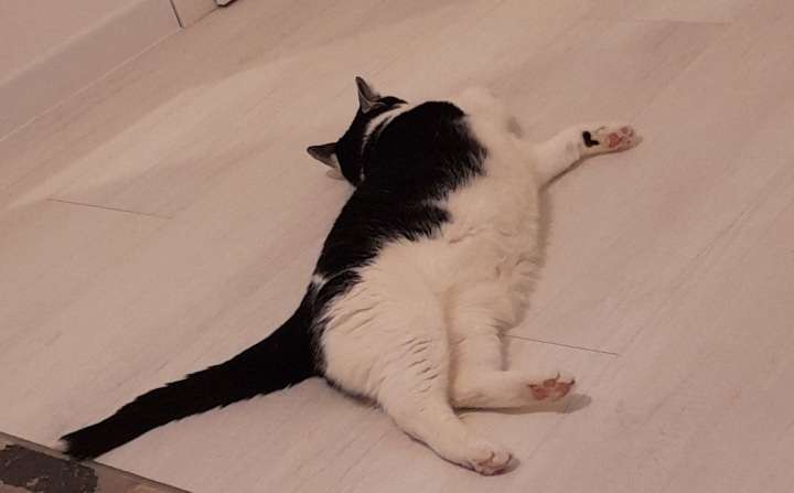 a photo of a black and white sprawled out on the floor sleeping